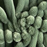 Čalounická látka Žebrovaný úplet – rákosove zelená,  thumbnail number 1