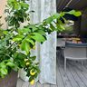Outdoor Látka na záclony Listy 315 cm  – přírodni,  thumbnail number 7