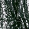 Dekorační látka Polopanama Březový les – černá/bílá,  thumbnail number 3