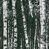 Dekorační látka Polopanama Březový les – černá/bílá,  thumbnail number 6