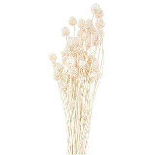 Sušená štětka japonská [ 50 g ] | Rico Design – přírodni, 
