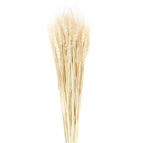 Sušená pšenice [ 50 ks ] | Rico Design – přírodni, 