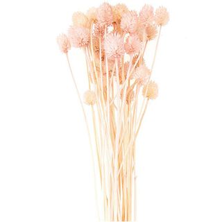 Sušená štětka japonská [ 50 g ] | Rico Design – pink, 